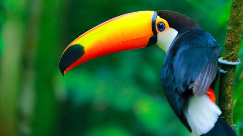 Colorful-Toco-Toucan-Ramphastos-toco-on-a-branch-Pantanal-wetlands-Brazil.jpg