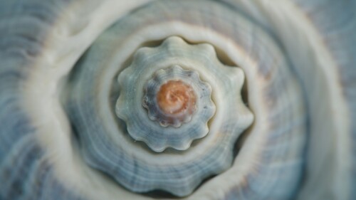 Colorful-conch-sea-shell-spiral.jpg