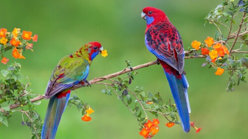 Crimson-rosella-with-juvenile-Victoria-Australia.jpg