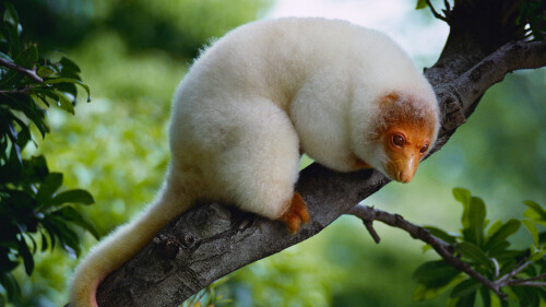 Cuscus.jpg