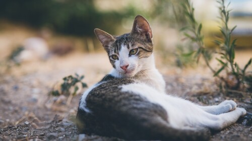 Cute-lazy-domestic-kitten-laying-on-the-ground-Greece.jpg