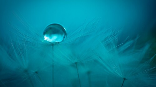 Dandelion-with-water-drop-at-dusk-Baden-Wurttemberg-Germany.jpg