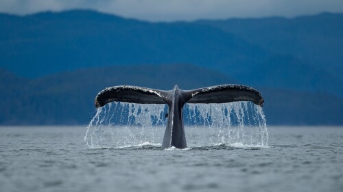 Diving-Humpback-Whale-Megaptera-novaengliae-Alexander-Archipelago-Alaska-USA.jpg