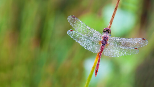 Dragonfly-in-a-heath-forest-of-East-Flanders-Belgium.jpg