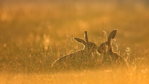 Early-morning-golden-light-brown-hares-in-long-grass-Chelmsford-Essex-England-UK.jpg