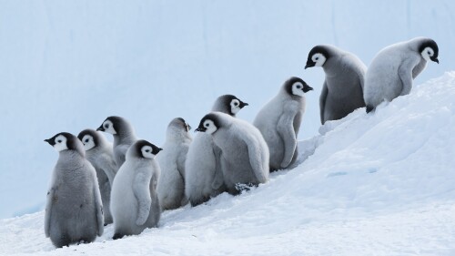 Emperor-Penguin-Aptenodytes-forsteri-chicks-on-slope-Prydz-Bay-eastern-Antarctica.jpg