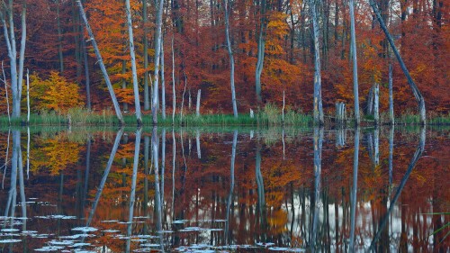 European-beeches-and-pines--Mecklenburg-Western-Pomerania.jpg