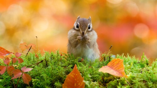 Ezo-chipmunk-to-prepare-for-hibernation-Hokkaido.jpg