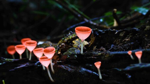 ForestMushrooms2.jpg