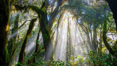 Garahonai-National-Park-Spain-Canary-Islands.jpg