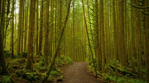 Golden-Ears-Provincial-Park-B.C..jpg