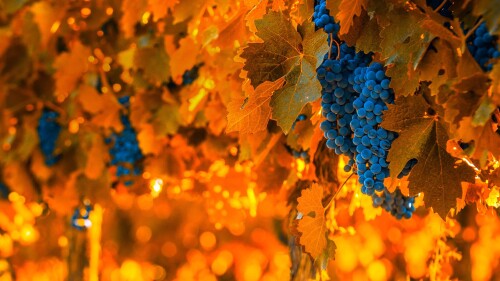 GrapeHarvest_EN-US9833740254_1920x1080.jpg