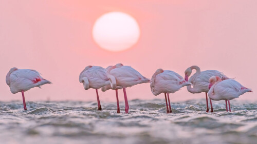 Greater-flamingos-in-Walvis-Bay-Namibia.jpg