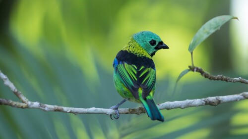 Green-headed-tanager-Tangara-seledon-Serra-do-Mar-State-Park-Sao-Paulo-Brazil.jpg