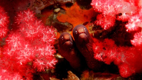 Greyface-moray-eels-in-the-Andaman-Sea.jpg