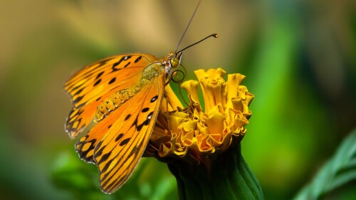 Gulf-fritillary-or-passion-butterfly-Agraulis-vanillae-on-a-flower-close-up-Brazil.jpg