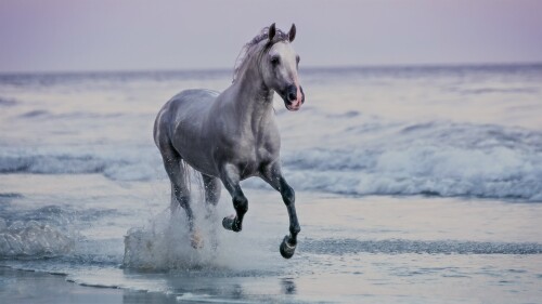 Horse-running-at-sunset-Santa-Barbara-Beach-California-USA.jpg