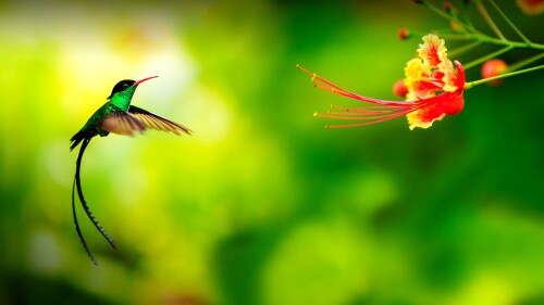 Hummingbird-in-flight-Jamaica.jpg