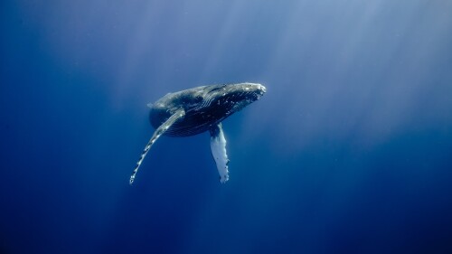 Humpback-Whale-Megaptera-novaeangliae-Hawaii-USA.jpg