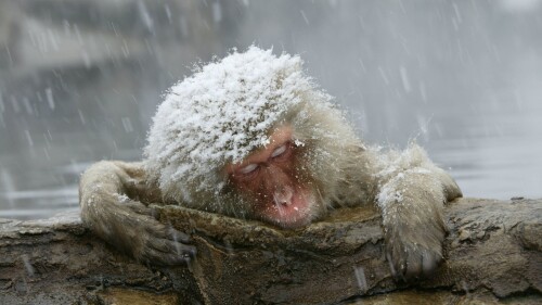 Japanese-macaques-entering-hot-springs.jpg