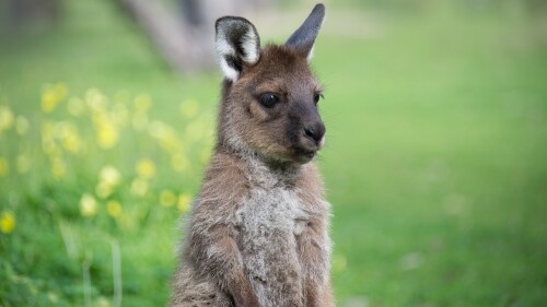 Joey-kangaroo-Australia.jpg