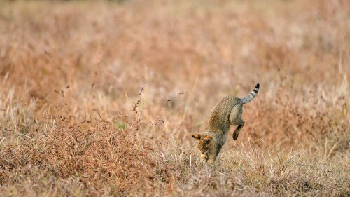 Jungle-cat-hunting-India.jpg