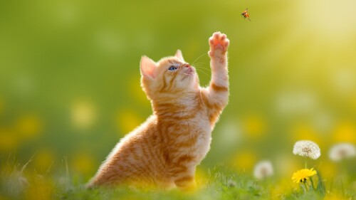 Kitten-hunting-a-ladybug-with-back-light.jpg