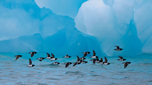 Little-auks-fly-past-an-iceberg-at-Spitsbergen-Norway.jpg