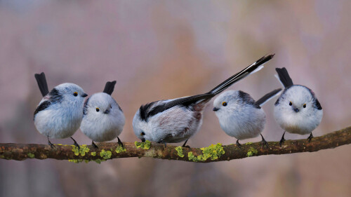 Long-tailed-tits-in-Erding-Germany.jpg