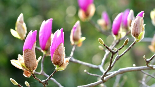 Magnolia-Kanagawa-Prefecture-Kamakura-City.jpg