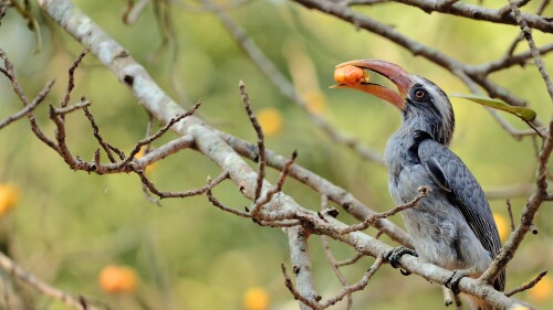 Malabar-grey-hornbill-feeding-on-a-fig-tree-at-Dandeli-Karnataka.jpg