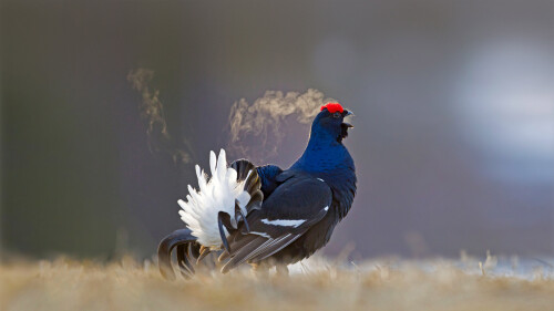 Male-Black-Grouse-Kuusamo-Finland.jpg