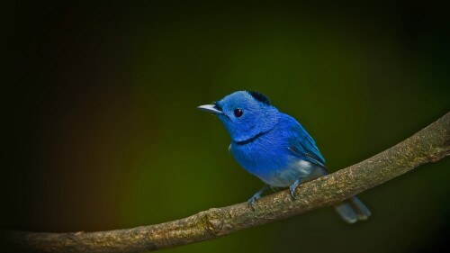 Male-black-naped-monarch-Hypothymis-azurea-on-the-branch-Thailand.jpg