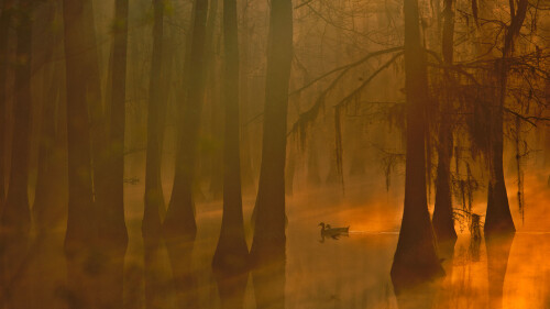 Mallards-in-a-cypress-swamp-Calcasieu-River-Louisiana.jpg