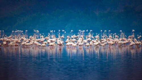 Migrating-flock-of-flamingos-in-Mumbai.jpg