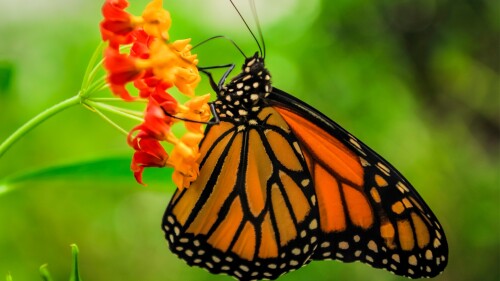 Monarch-Butterfly-in-the-Chapultepec-Park-in-Mexico-City-Mexico.jpg