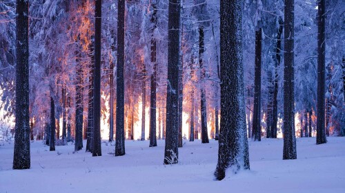 Norwegian-spruce-forest-at-sunset-Thuringia-Germany.jpg