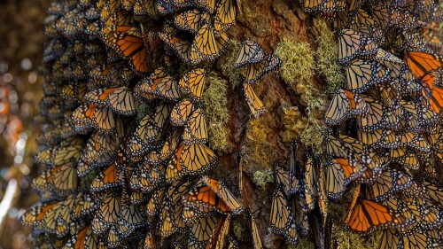 OverwinteringMonarchs_EN-US9077881827_1920x1080.jpg