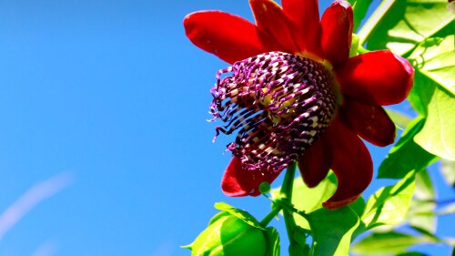 Passion-flower-Passiflora-alata-in-blue-sky-on-sunny-day-with-some-clouds-Southern-Brazil.jpg