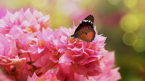 Plain-Tiger-or-African-Queen-butterfly-Danaus-chrysippus-on-pink-bougainvillea-flowers.jpg