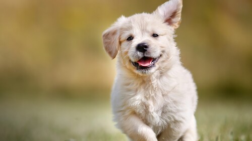 Playful-golden-retriever-puppy-outdoors-on-a-sunny-day.jpg