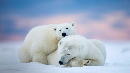 Polar-bears-and-pink-sky-Barter-Island-Alaska-USA.jpg