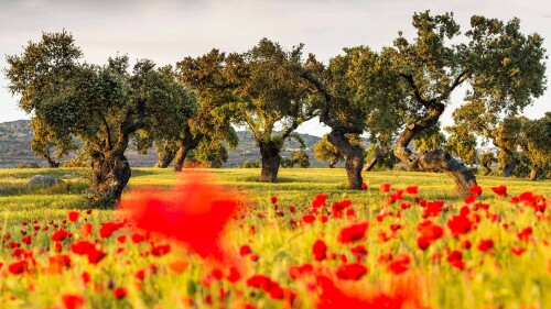 Poppy-field-in-the-holm-oak-meadow-La-Serena-Badajoz.jpg