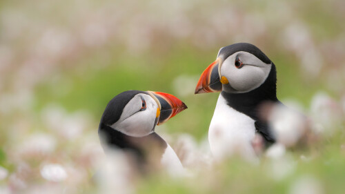 PuffinSkomer_1920x1080.jpg