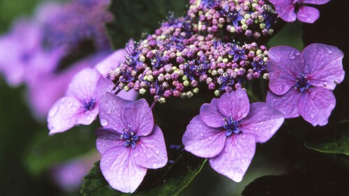 RainyHydrangea.jpg