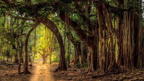 RanthamboreTrees_1920x1080.jpg