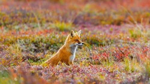 Red-fox-in-Denali-National-Park-and-Preserve-Alaska.jpg