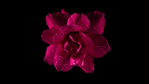 Red-rose-on-black-background.jpg