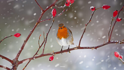 Robin-perched-on-a-rose-hip-branch-in-Norfolk-England.jpg