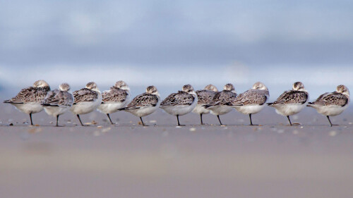 Sanderlings_EN-US8499525582_1920x1080.jpg